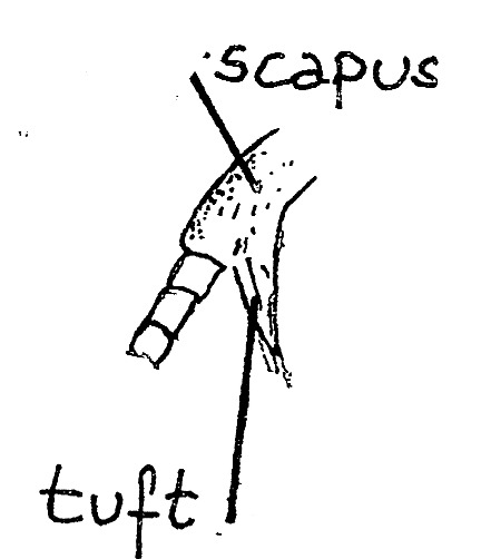 Scapus of Tischeria spec. (Tischeriidae).